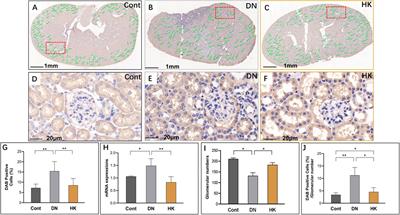 Evaluation of the efficacy of Abelmoschus manihot (L.) on diabetic nephropathy by analyzing biomarkers in the glomeruli and proximal and distal convoluted tubules of the kidneys